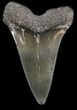 Fossil Mako Shark Tooth - Georgia #39895-1